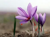 معامله بیش از ۴۹ میلیون واحد صندوق زعفران در بورس کالا