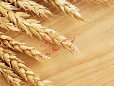 قیمت خرید تضمینی گندم، مبنای انگیزه تولیدکننده