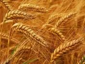 پایین بودن قیمت گندم در مقایسه با سایر محصولات