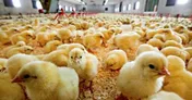 قیمت مرغ چگونه تعدیل می‌شود