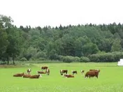 بازگشایی نماد معاملاتی «زبینا1»