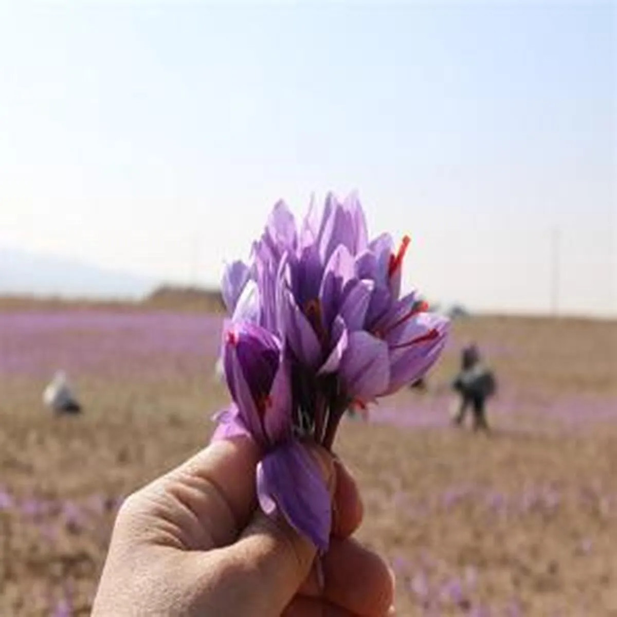 صندوق‌های زعفران؛ پربازده‌ترین گزینه سرمایه‌گذاری