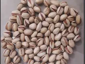 آغاز معاملات گواهی سپرده پسته از دو روز آینده