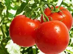 گوجه‌ای که در بازار وجود دارد غیرفصل است