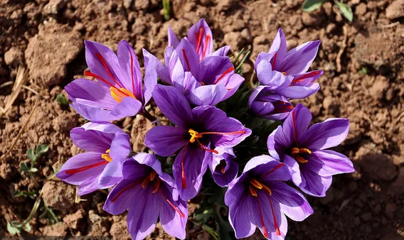 دلیل افزایش رضایت کشاورزان در پی عرضه زعفران در بورس کالا