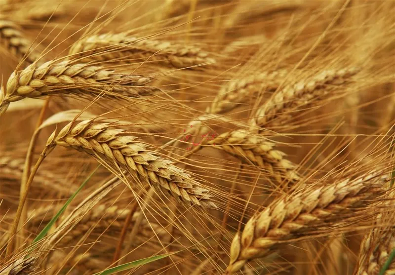 صادرات گندم وارداتی روسیه به کشورهای دیگر توسط ایران