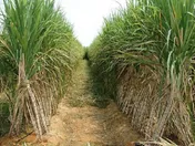 قیمت واگذاری ۹۵ درصد سهام نیشکر هفت تپه تصویب شد