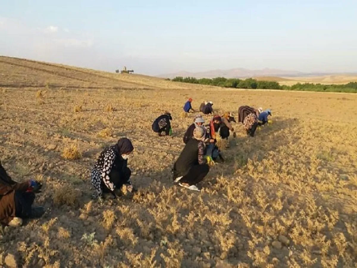 افزایش وام اشتغال روستایی به ۵۰۰ میلیون تومان
