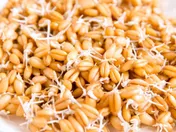 افزایش قیمت خرید تضمینی گندم قابل قبول نیست