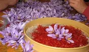 قرارداد اتی زعفران نگین راه اندازی می شود