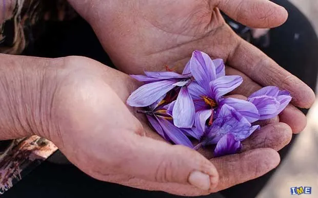 بازی طلای سرخ با دلار / صادرات انتهایی ندارد