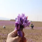 صندوق‌های زعفران؛ پربازده‌ترین گزینه سرمایه‌گذاری