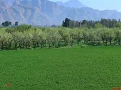 درج نماد معاملاتی 