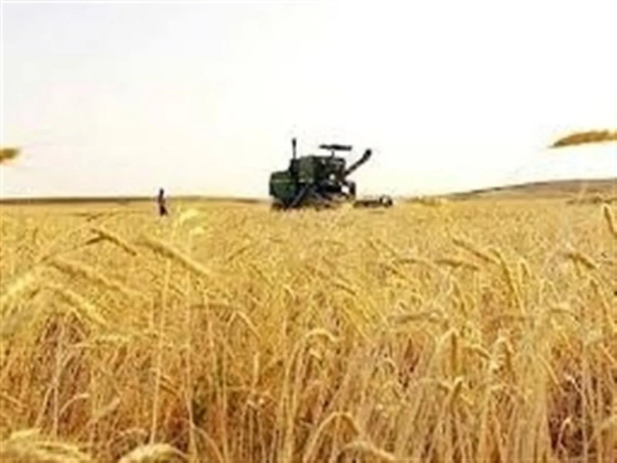 خرید تضمینی گندم با کاهش ۳۵ درصدی مواجه شد