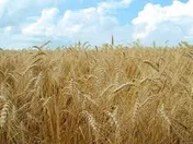 قیمت گندم در کشورهای همسایه بیش از 2 هزار تومان است