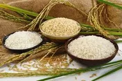 افزایش قیمت برنج به جیب کشاورز نمی رود