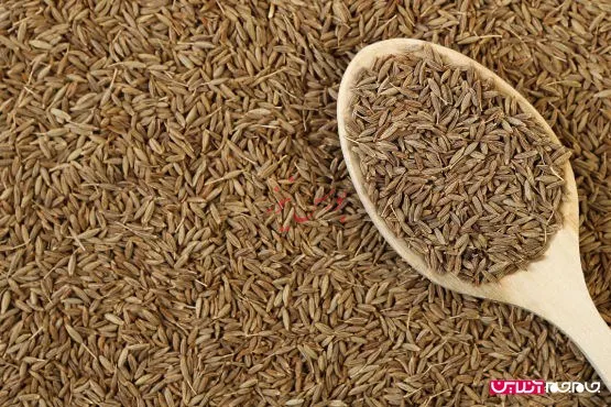 فرآیند ورود زیره به تالار نقره‌ای/ فاکتورهای تاثیرگذار ارز بر صادرات زیره ایرانی
