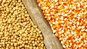 واردات کنجاله سویا به یک میلیون و ۶۱ هزار تُن رسید