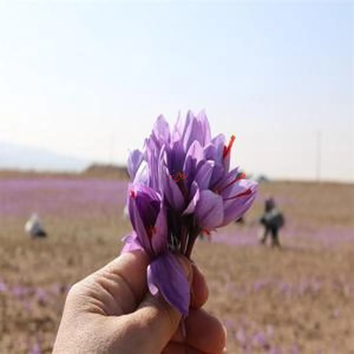 صندوق‌های زعفران؛ پربازده‌ترین گزینه سرمایه‌گذاری