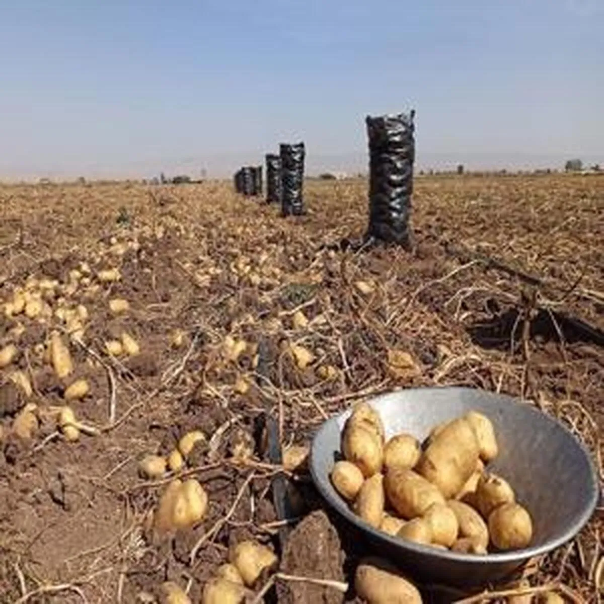 عرضه جدید سیب زمینی با قیمت ۲۴ هزار تومان