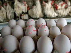 پیش بینی تولید ۳ میلیون تنی گوشت مرغ و تخم مرغ