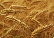 صادرات گندم وارداتی روسیه به کشورهای دیگر توسط ایران