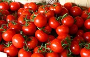 صدور مجوز صادرات ۱۵ درصد گوجه‌فرنگی