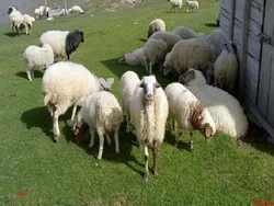 صادرات دام به خارج از کشور ظرف دو هفته آتی
