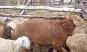 واردات ۱۱۰۰ رأس دام زنده به کشور