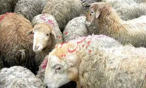 واردات دام زنده و گوشت قرمز، درمان موقت است