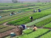 بی تغییر بودن بودجه در بخش کشاورزی