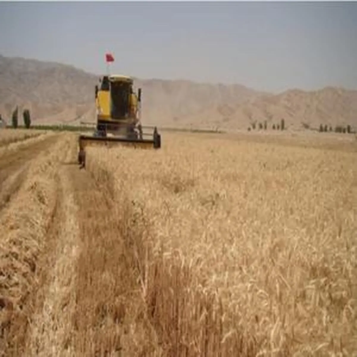 کام گندمکاران شیرین شد
