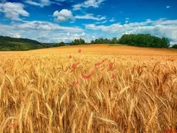 ایران سیزدهمین تولیدکننده گندم جهان
