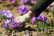 زعفران‌کاران در بورس کالا منتفع می‌شوند