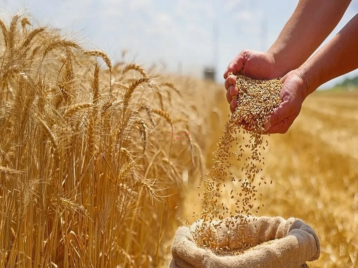 نرخ خرید تضمینی گندم بیشتر از ۴۲ هزار تومان است