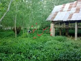 خودداری از مصرف چای‌های اسانس‌دار و آلوده خارجی