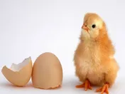 افت سنگین سودآوری شرکت عرضه‌اولیه‌ای/ وقتی همه‌چیز وارداتی است!