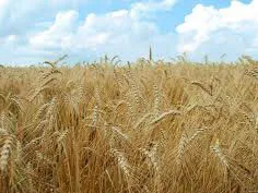 قیمت گندم در کشورهای همسایه بیش از 2 هزار تومان است