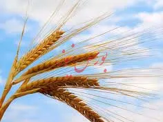 کارشناسی بودن قیمت خرید تضمینی گندم