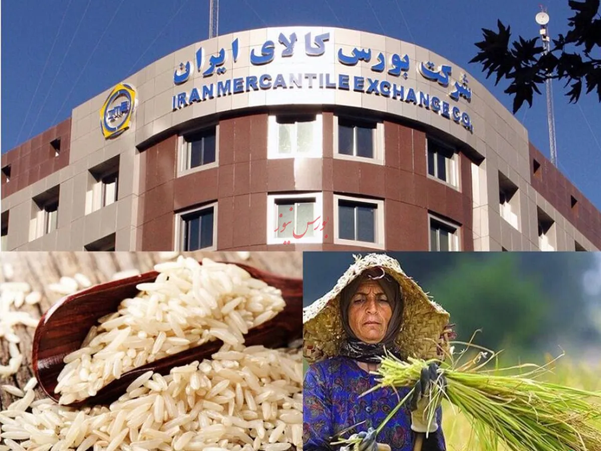 گشایش نماد معاملاتی برنج طارم در بورس کالا