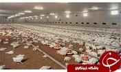 افزایش قیمت مرغ با نزدیکی به ماه رمضان