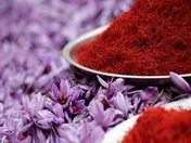 ۹۳ درصد زعفران با کیفیت بالای جهان در خراسان رضوی