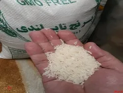 افزایش صادرات برنج تایلند در ماه ژانویه