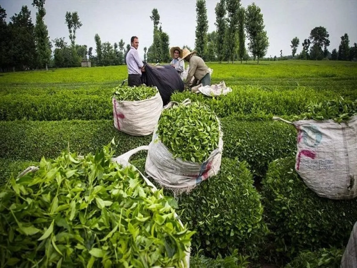 محدودیت واردات چای به دستور رئیس جمهور