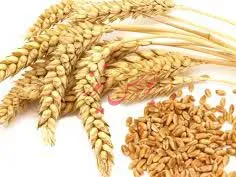 ثابت ماندن قیمت گندم در سه سال گذشته