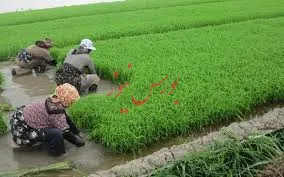 1.5میلیارد دلار برای اشتغال پایدار روستایی