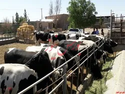 روند نزولی 