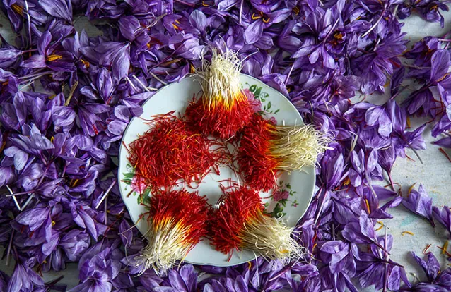 سفته‌بازی حلال راهکاری برای طلای سرخ نیست/ قیمت 600 تا 1100دلاری زعفران