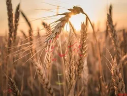 نیاز سالانه کشور به ۱۱ میلیون تن گندم