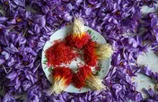 سفته‌بازی حلال راهکاری برای طلای سرخ نیست/ قیمت 600 تا 1100دلاری زعفران